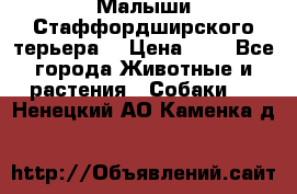 Малыши Стаффордширского терьера  › Цена ­ 1 - Все города Животные и растения » Собаки   . Ненецкий АО,Каменка д.